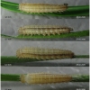 mel galathea larva1 volg2